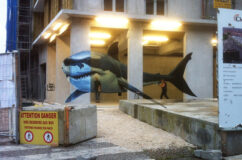 anamorphose_grand-requin-blanc_Mural-Studio