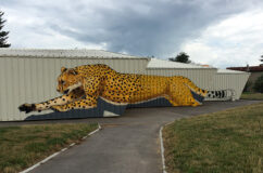 anamorphose_guepard_Mural-Studio