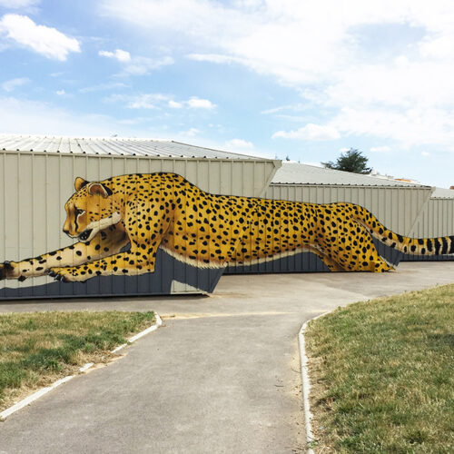 anamorphose_guepard_Mural-Studio